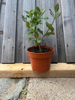 Kamperfoelie, Ophalen, Volle zon, Vaste plant, Klimplanten