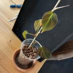 Philodendron scandens micans stek nr 43, Ophalen of Verzenden, Halfschaduw, Minder dan 100 cm