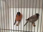 Koppels grote goudvinken, Dieren en Toebehoren, Vogels | Overige Vogels, Meerdere dieren