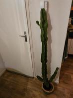 Cowboy Cactus, Huis en Inrichting, Kamerplanten, Ophalen, Cactus, Volle zon, Minder dan 100 cm