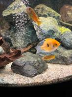 Vandaag GRATIS ophalen 3 maanvissen, Vis, Zoetwatervis