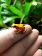 Oophaga pumilio Nancy, Dieren en Toebehoren, Reptielen en Amfibieën, 0 tot 2 jaar, Amfibie