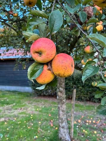 Oude Appelboom met Mooie Appels beschikbaar voor biedingen