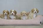 Leuke Maltipoo pups ( Maltezer x Dwerg Poedel ), Poedel, Nederland, CDV (hondenziekte), 8 tot 15 weken