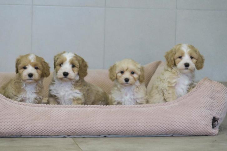 Leuke Maltipoo pups ( Maltezer x Dwerg Poedel ), Dieren en Toebehoren, Honden | Chihuahua's en Gezelschapshonden, Meerdere dieren