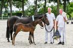 New Forest hengstveulens en 1,5 jarige hengst, Dieren en Toebehoren, Pony's, Meerdere dieren, Niet van toepassing, Gechipt, 0 tot 2 jaar