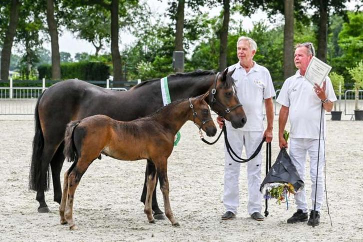 New Forest hengstveulens en 1,5 jarige hengst, Dieren en Toebehoren, Pony's, Meerdere dieren, Niet van toepassing, 0 tot 2 jaar