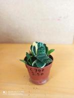 Gasteria gracillis variegata nummer C790 potmaat 5.5, Huis en Inrichting, Kamerplanten, Ophalen of Verzenden, Overige soorten