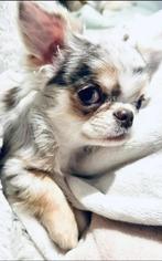 uitzonderlijk mooie chihuahua, Dieren en Toebehoren, Honden | Chihuahua's en Gezelschapshonden, Particulier, Rabiës (hondsdolheid)