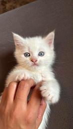 Britse Korthaar kat Geboren 22 juli 2025, Dieren en Toebehoren, Kater