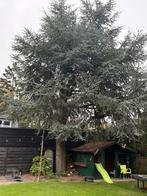 Boom gratis, Tuin en Terras, Ophalen, Volle zon, Overige soorten