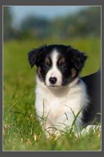 Schattige Border Collie x Kooiker pups mogen verhuizen, Dieren en Toebehoren, Honden | Herdershonden en Veedrijvers, 8 tot 15 weken