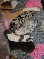 4 prachtige jack russell pups. 3 teefjes 1 reutje, Dieren en Toebehoren, Jack Russell Terriër, Reu, CDV (hondenziekte), 8 tot 15 weken