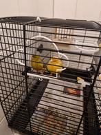Gratis Kanaries vogels, Meerdere dieren, Kleurkanarie