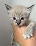 Lieve ragdoll Seal lynx mitted poesje, Dieren en Toebehoren, Katten en Kittens | Raskatten | Langhaar, Poes, Ontwormd
