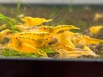AANBIEDING garnalen BOA Crystal Taiwan OE Fancy Red PRL, Dieren en Toebehoren, Vissen | Aquariumvissen, Kreeft, Krab of Garnaal