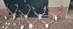 Grote edelhert en Damhert geweien, opgezette dieren taxiderm, Ophalen of Verzenden, Hert, Gewei of Kop