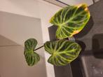 Philodendron Verrucosum, Overige soorten, In pot, Minder dan 100 cm, Groene kamerplant