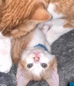 Oranje katertje 11 weken oud zoekt goudenmandje, Dieren en Toebehoren, Katten en Kittens | Overige Katten, Kater, 0 tot 2 jaar