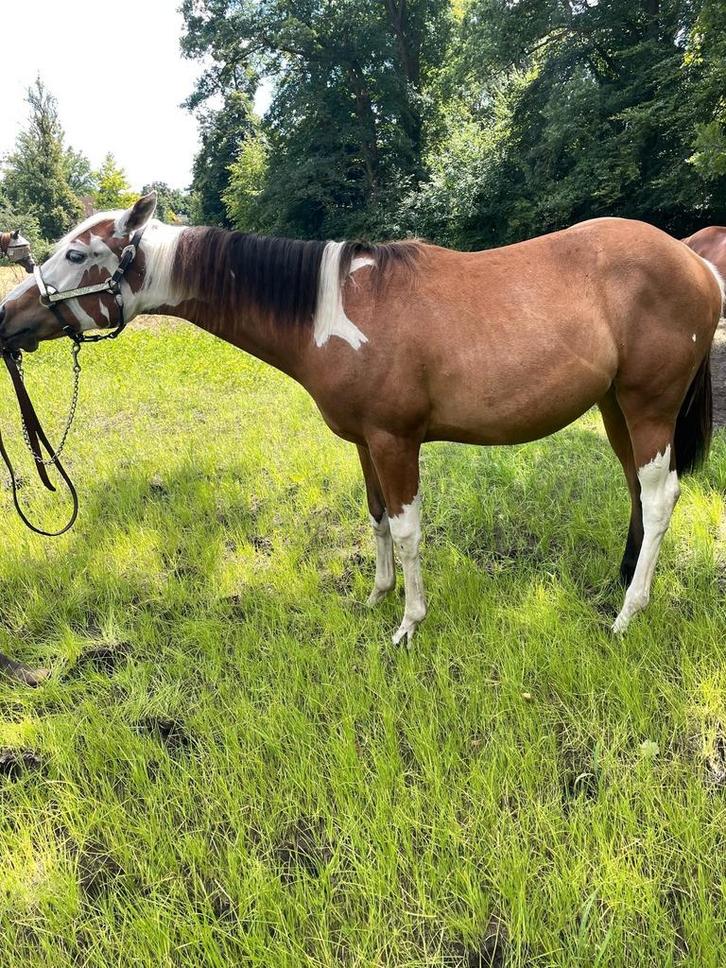 mooie paint horses, Dieren en Toebehoren, Paarden, Merrie, 0 tot 2 jaar