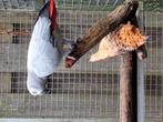 Grijze roodstaart papegaaien, Dieren en Toebehoren, Meerdere dieren, Papegaai