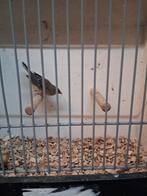 1 tijger vink ik dank een  man, Vrouwelijk