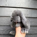 Lieve, gecastreerde, raszuivere Franse Hangoor koppels, Dieren en Toebehoren, Konijnen, Meerdere dieren, Groot, Hangoor