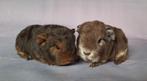 Twee jonge Ch teddy beertjes - choco tan en choco zilvervos, Cavia, Augustus, Mannelijk, Tam