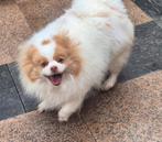 Super lief teefje beschikbaar., Keeshond, CDV (hondenziekte), Teef, Eén hond