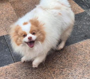 Super lief teefje beschikbaar. beschikbaar voor biedingen
