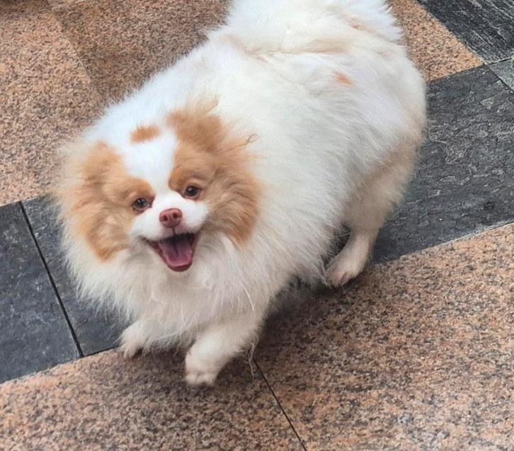 Super lief teefje beschikbaar., Dieren en Toebehoren, Honden | Poolhonden, Keeshonden en Oertypen, Teef, Keeshond, Particulier