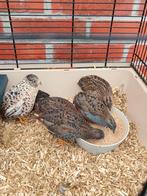 Chinese dwerg kwartel 6x, Dieren en Toebehoren, Pluimvee, Geslacht onbekend, Overige soorten