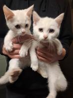 Britse korthaar mix kittens mogen verhuizen, Dieren en Toebehoren, Meerdere dieren, Ontwormd, 0 tot 2 jaar
