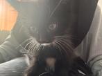 Kittens, Dieren en Toebehoren