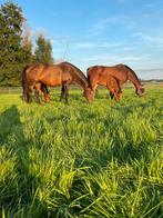 Vakantie oppas paarden gezocht