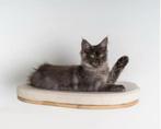 Wandmeubel Klimmuur Kat - Luxe Kattenbed (3x) RHRQuality, Dieren en Toebehoren, Katten-accessoires, Nieuw, Ophalen of Verzenden