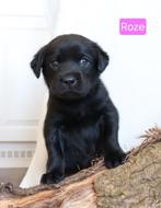 Kruising Field trial Labrador pups, Dieren en Toebehoren, Honden | Retrievers, Spaniëls en Waterhonden, 8 tot 15 weken, Labrador retriever