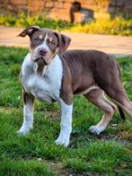 American Bully teefjes, HCC (leverziekte), 8 tot 15 weken, Teef, Bulldog