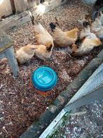 gezocht tarwe chabo haan, Dieren en Toebehoren, Pluimvee, Mannelijk, Kip