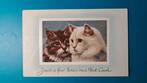 Twee poesen,  wit en bruin . Just a few lines on a postcard, Ophalen of Verzenden, Voor 1920, Ongelopen, Hond of Kat
