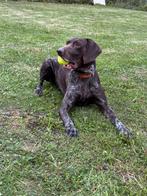Gouden mandje gezocht, Dieren en Toebehoren, Honden | Setters en Staande honden, 6 jaar of ouder, Duitse Staande hond, Reu, Rabiës (hondsdolheid)
