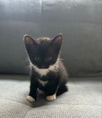Prachtige 2 kittens te koop, Dieren en Toebehoren, Katten en Kittens | Overige Katten, Kater, Kortharig, 0 tot 2 jaar