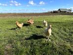 Cream Legbar baby kuikens hennetjes, gesekst en ingeënt, Dieren en Toebehoren, Pluimvee, Vrouwelijk, Kip