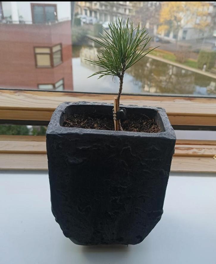 Naaldboom: Zirbe, Pinus Cembra, Tuin en Terras, Planten | Bomen, Overige soorten, Minder dan 100 cm, Volle zon, Lente, Ophalen of Verzenden