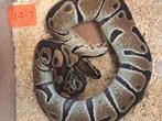 Mooie jonge vrouwtje python het clown, Dieren en Toebehoren, Reptielen en Amfibieën, Slang, 0 tot 2 jaar