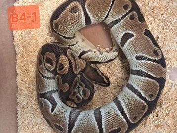 Mooie jonge vrouwtje python het clown  beschikbaar voor biedingen