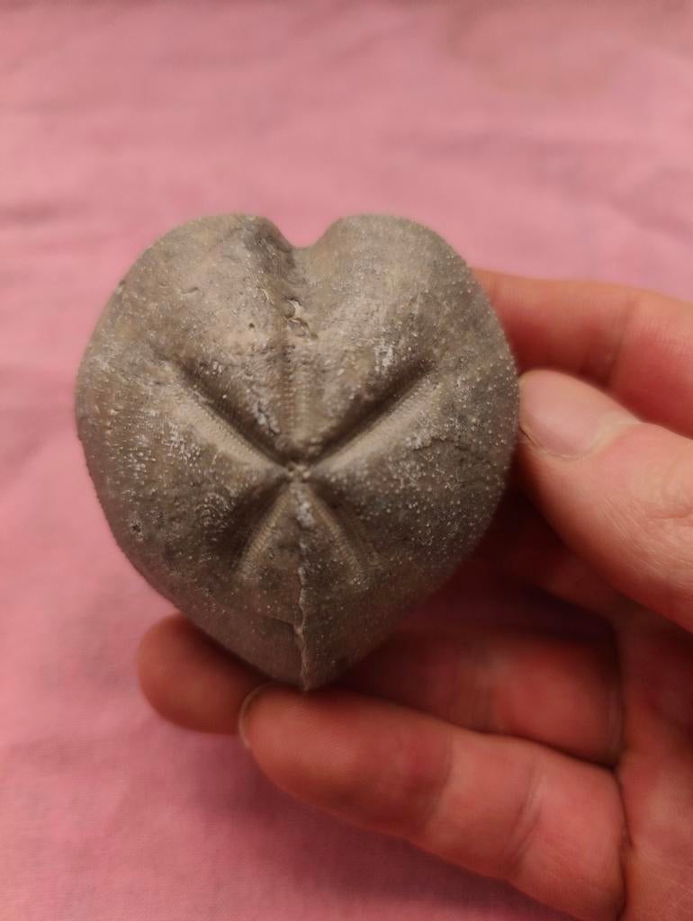 Hartvormige zeeegel 4, Verzamelen, Ophalen of Verzenden, Fossiel