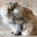 Perzische poes nieuw thuis, Dieren en Toebehoren, Katten en Kittens | Raskatten | Korthaar, Poes, Gechipt, 6 jaar of ouder