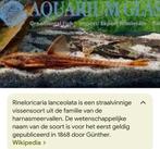 Zweepstaartmeerval, Dieren en Toebehoren, Vissen | Aquariumvissen, Vis