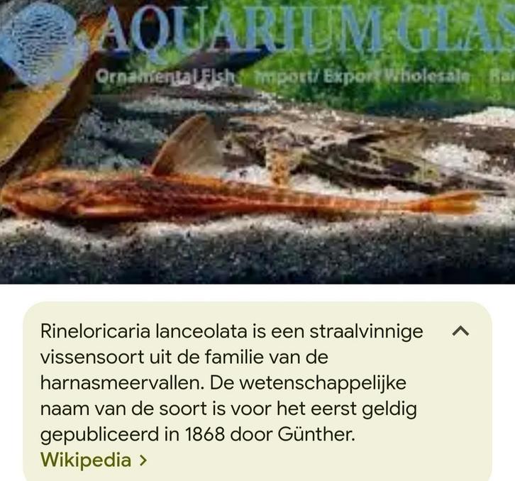Zweepstaartmeerval, Dieren en Toebehoren, Vissen | Aquariumvissen, Vis